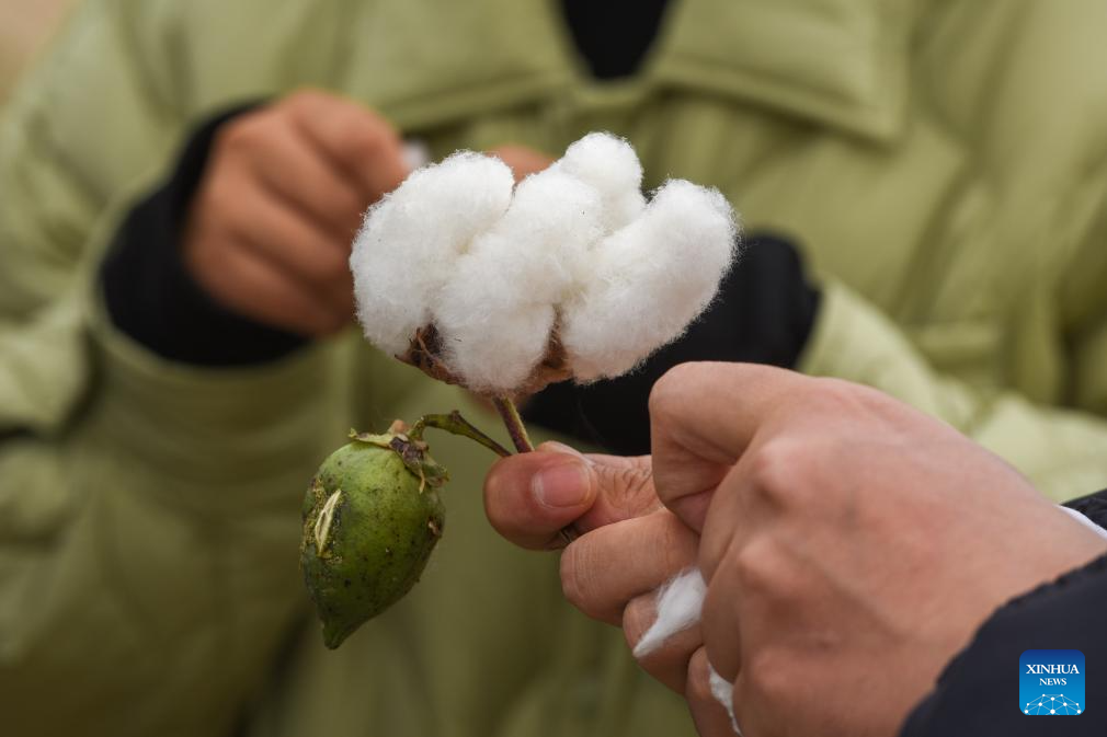 Harvest season of cotton starts in Aksu, China's Xinjiang