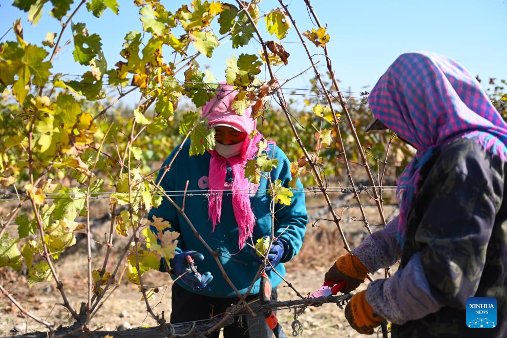 Wine-tourism destinations thrive in Ningxia's Helan Mountain