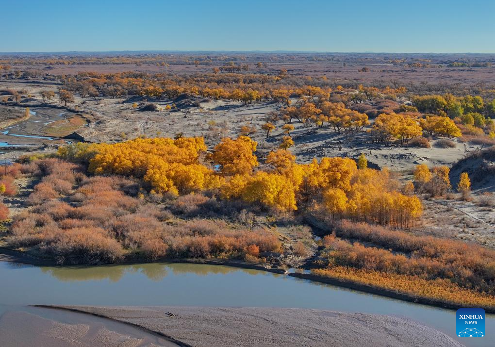 Autumn scenery of desert poplar in China's Inner Mongolia