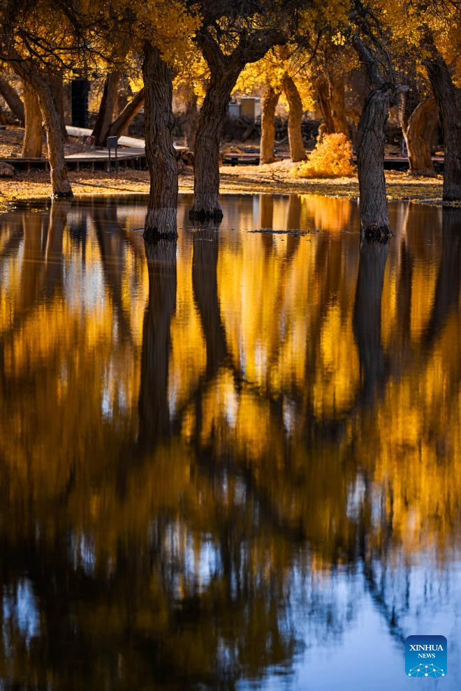 Autumn scenery of desert poplar in China's Inner Mongolia