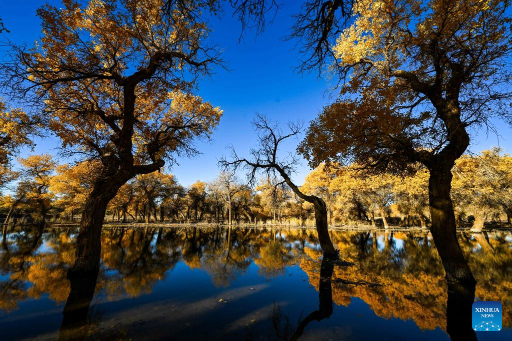 Autumn scenery of desert poplar in China's Inner Mongolia