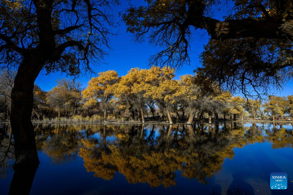 Autumn scenery of desert poplar in China's Inner Mongolia