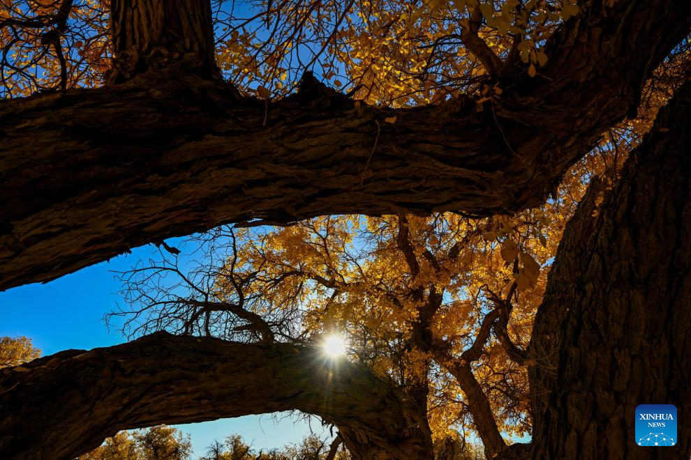 Autumn scenery of desert poplar in China's Inner Mongolia