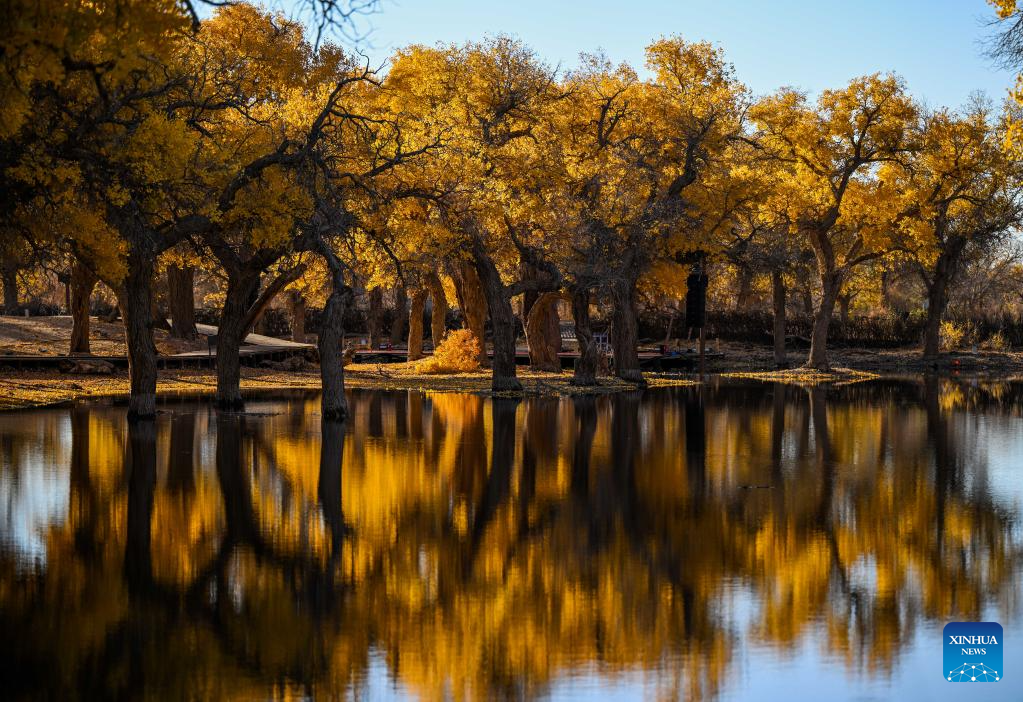 Autumn scenery of desert poplar in China's Inner Mongolia