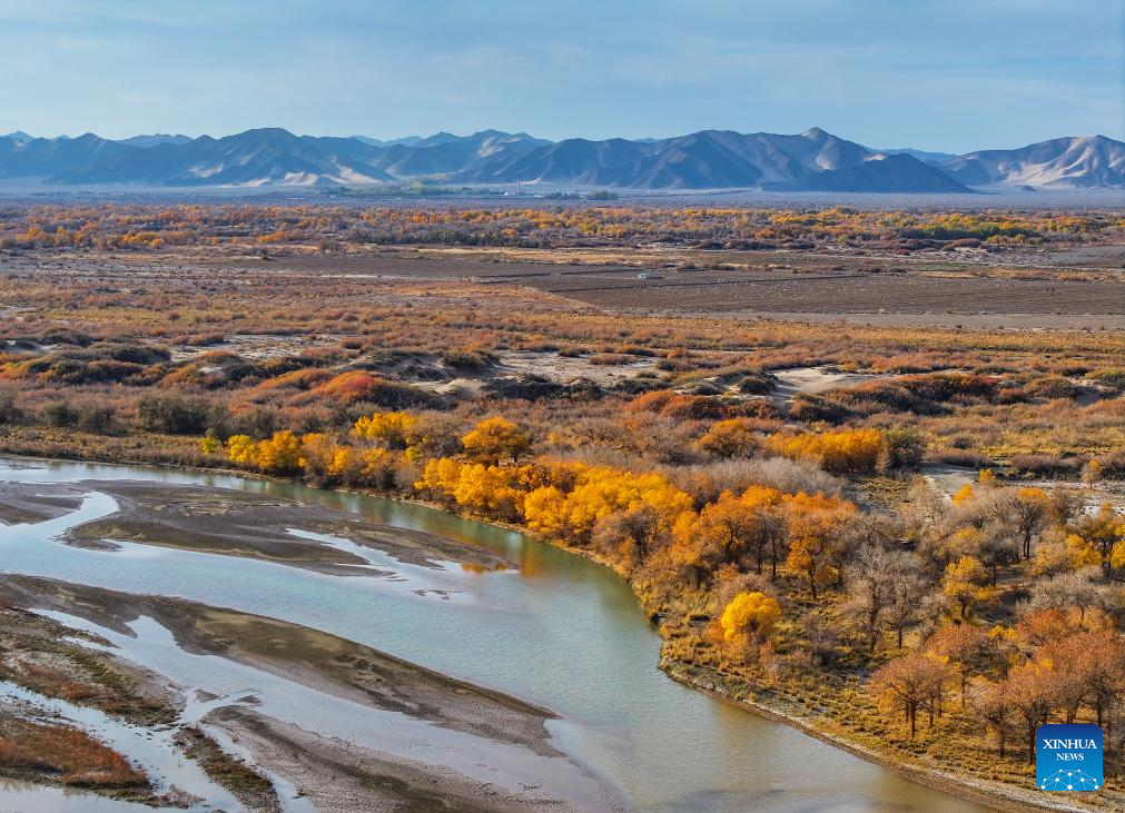 Autumn scenery of desert poplar in China's Inner Mongolia