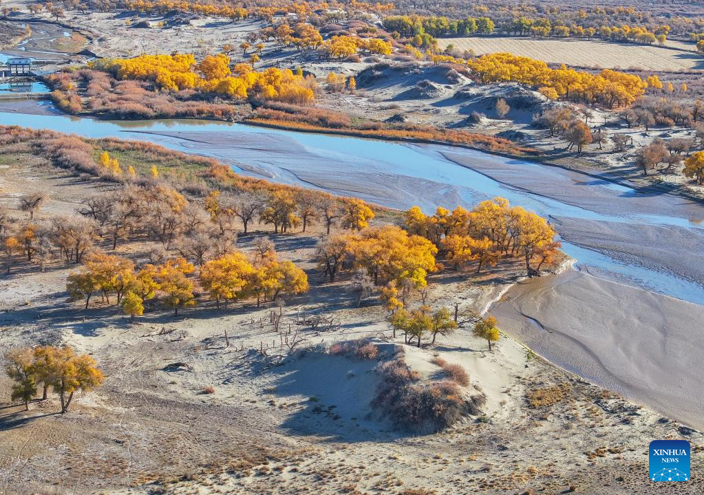 Autumn scenery of desert poplar in China's Inner Mongolia