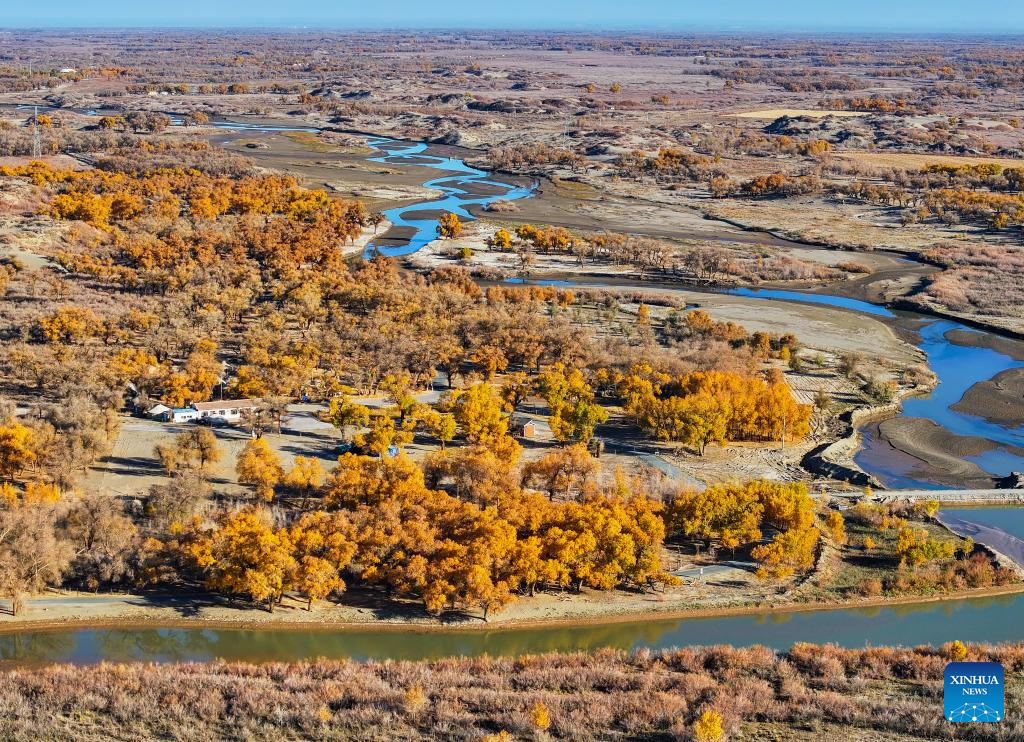 Autumn scenery of desert poplar in China's Inner Mongolia