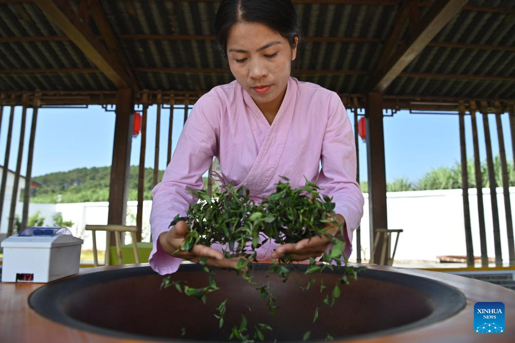 Pic story: inheritor of Gupa tea-making skills in China's Guangxi