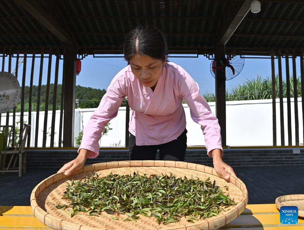 Pic story: inheritor of Gupa tea-making skills in China's Guangxi