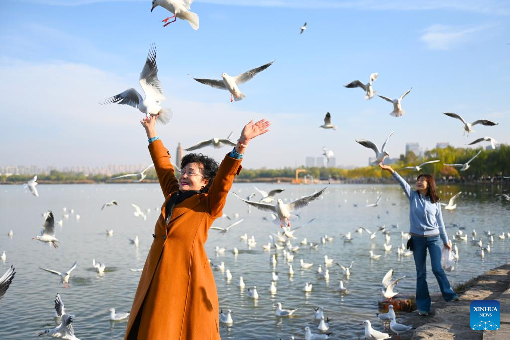 Red-billed gulls seen in Yinchuan as city's ecological efforts strengthened