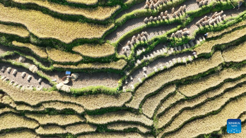 Farmers embrace harvest season across China