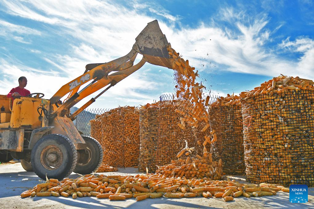 Farmers embrace harvest season across China