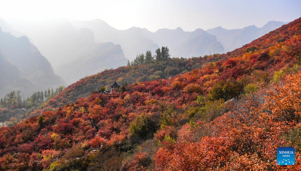 Pofengling scenic spot in Beijing ushers in best time of year to view red leaves