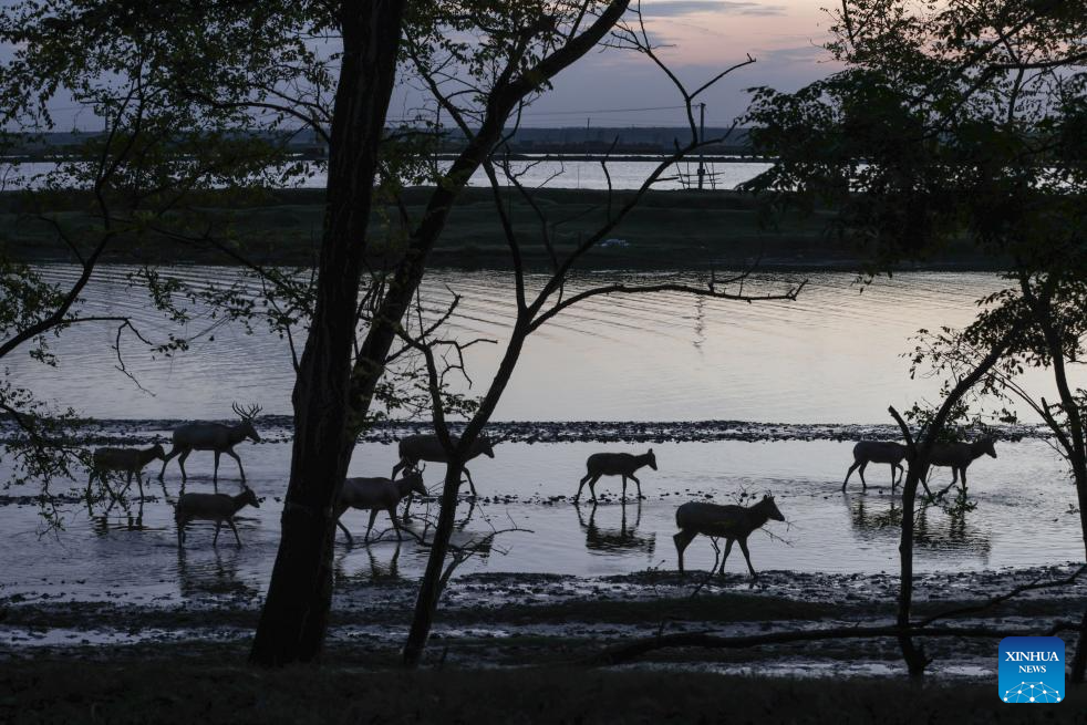 Population of milu deer increases due to conservation efforts in east China's reserve