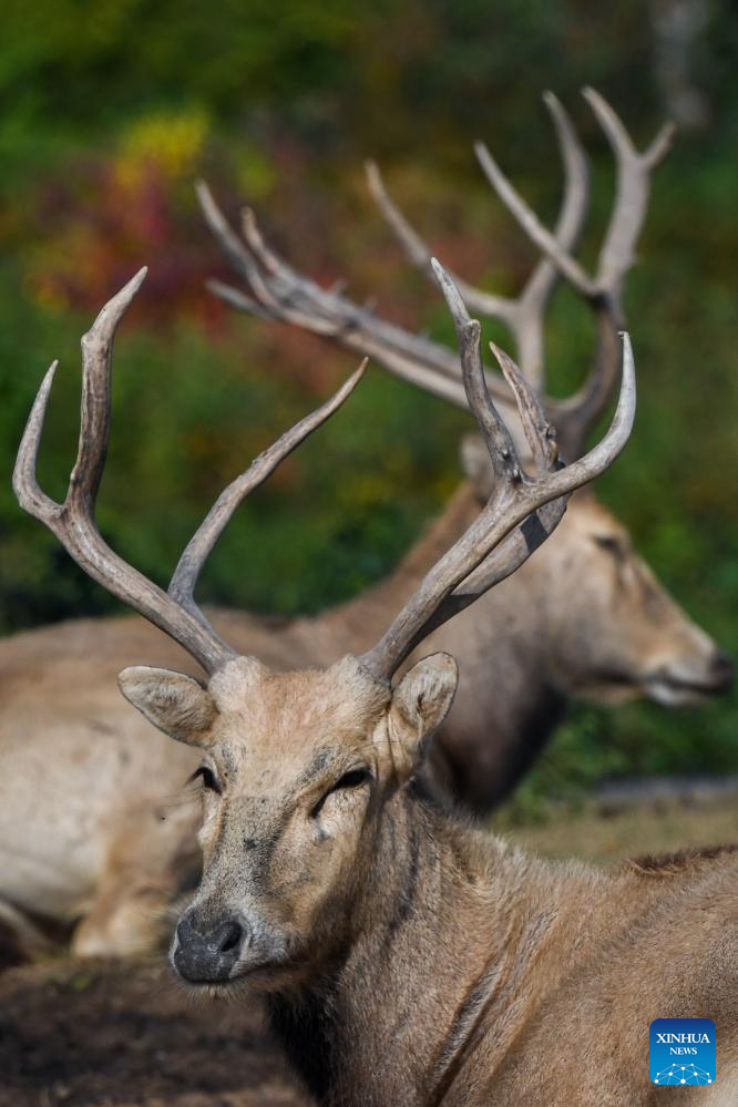 Population of milu deer increases due to conservation efforts in east China's reserve