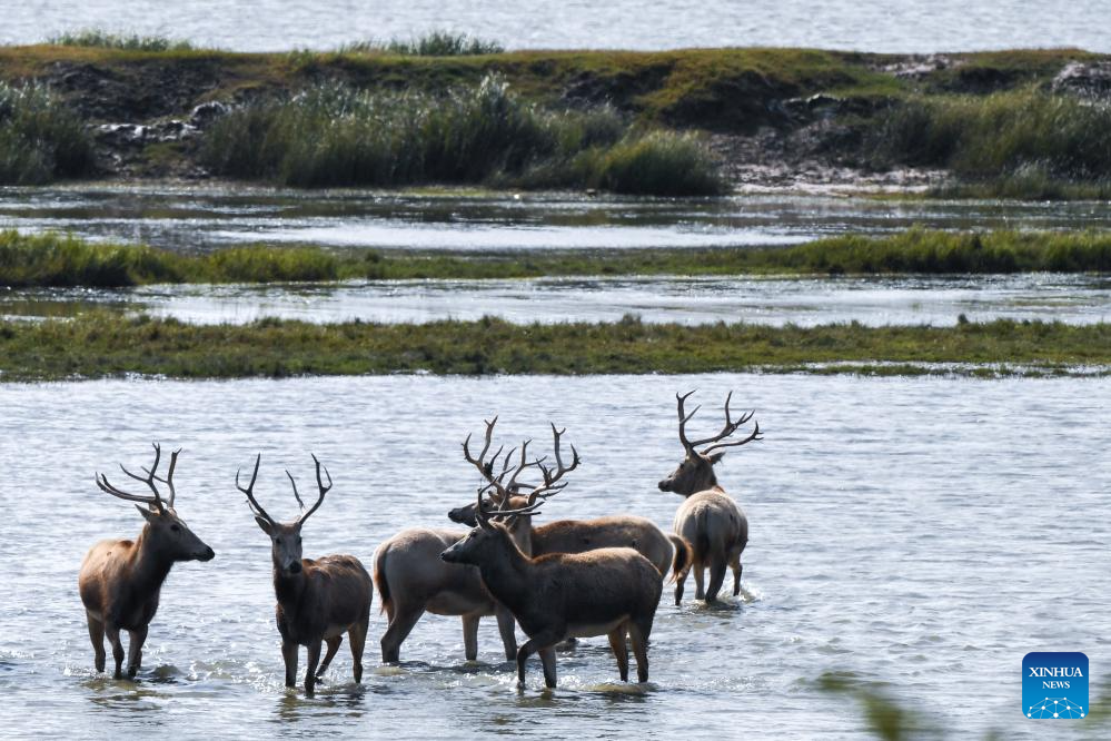 Population of milu deer increases due to conservation efforts in east China's reserve