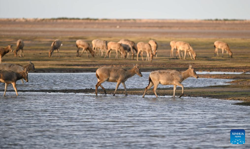 Population of milu deer increases due to conservation efforts in east China's reserve