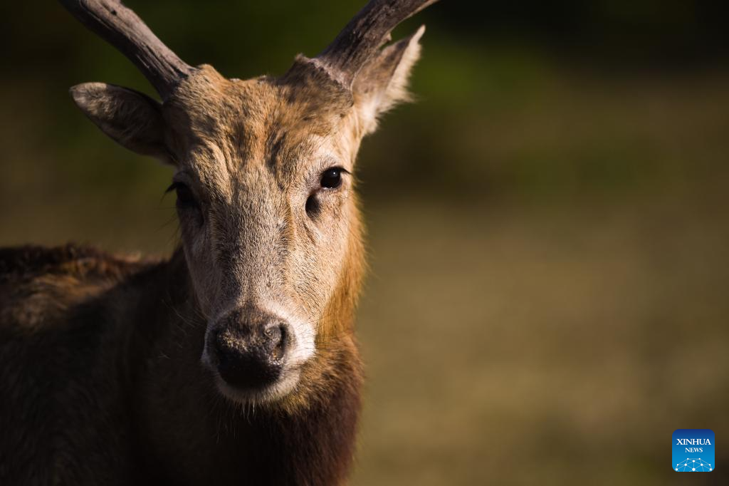 Population of milu deer increases due to conservation efforts in east China's reserve