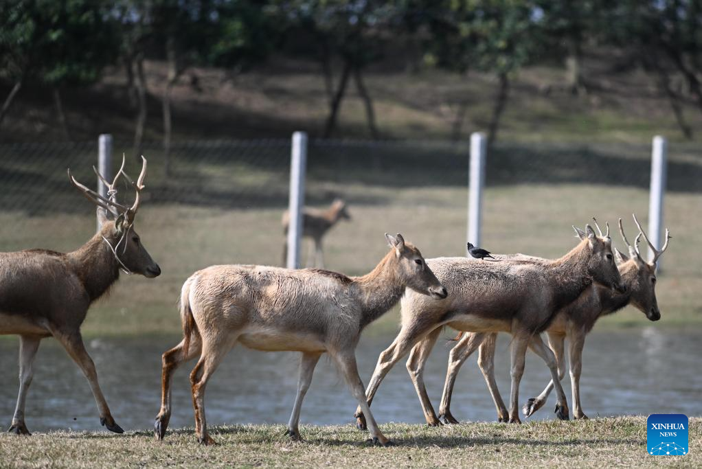 Population of milu deer increases due to conservation efforts in east China's reserve