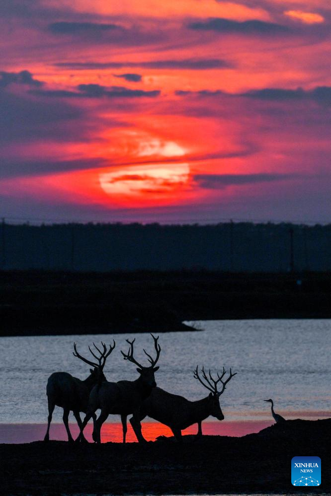 Population of milu deer increases due to conservation efforts in east China's reserve