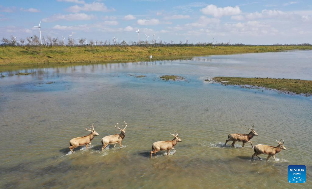 Population of milu deer increases due to conservation efforts in east China's reserve