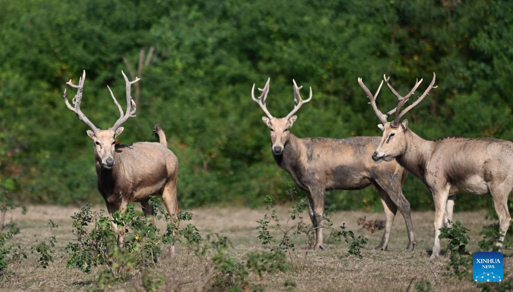 Population of milu deer increases due to conservation efforts in east China's reserve