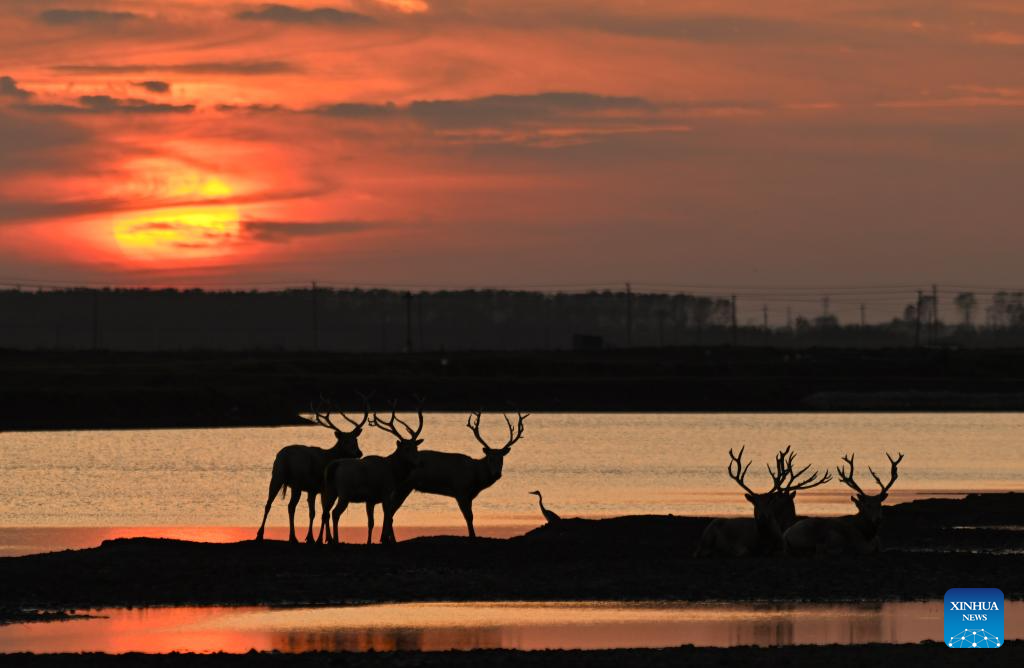 Population of milu deer increases due to conservation efforts in east China's reserve