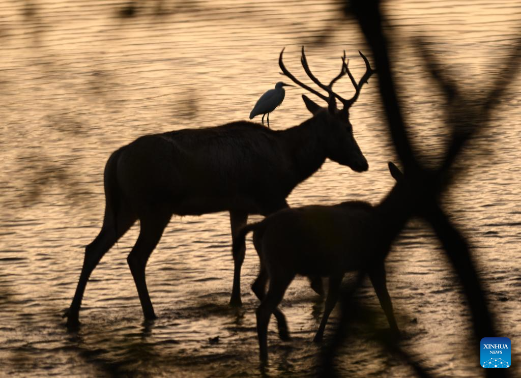 Population of milu deer increases due to conservation efforts in east China's reserve