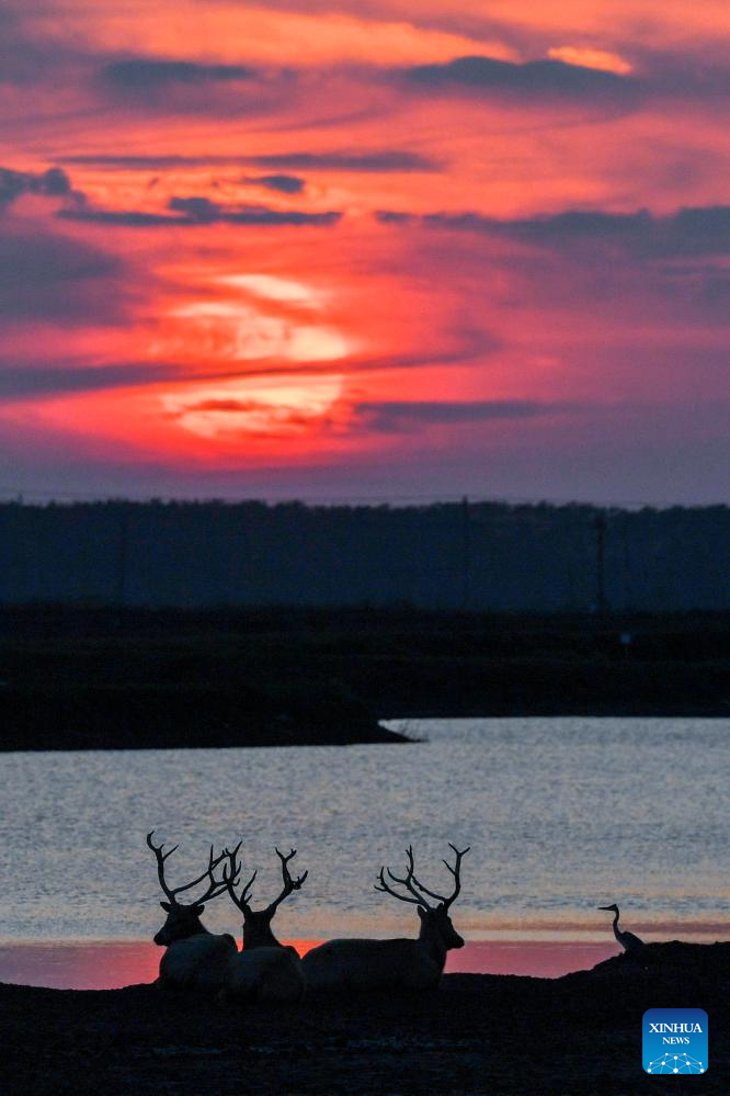 Population of milu deer increases due to conservation efforts in east China's reserve