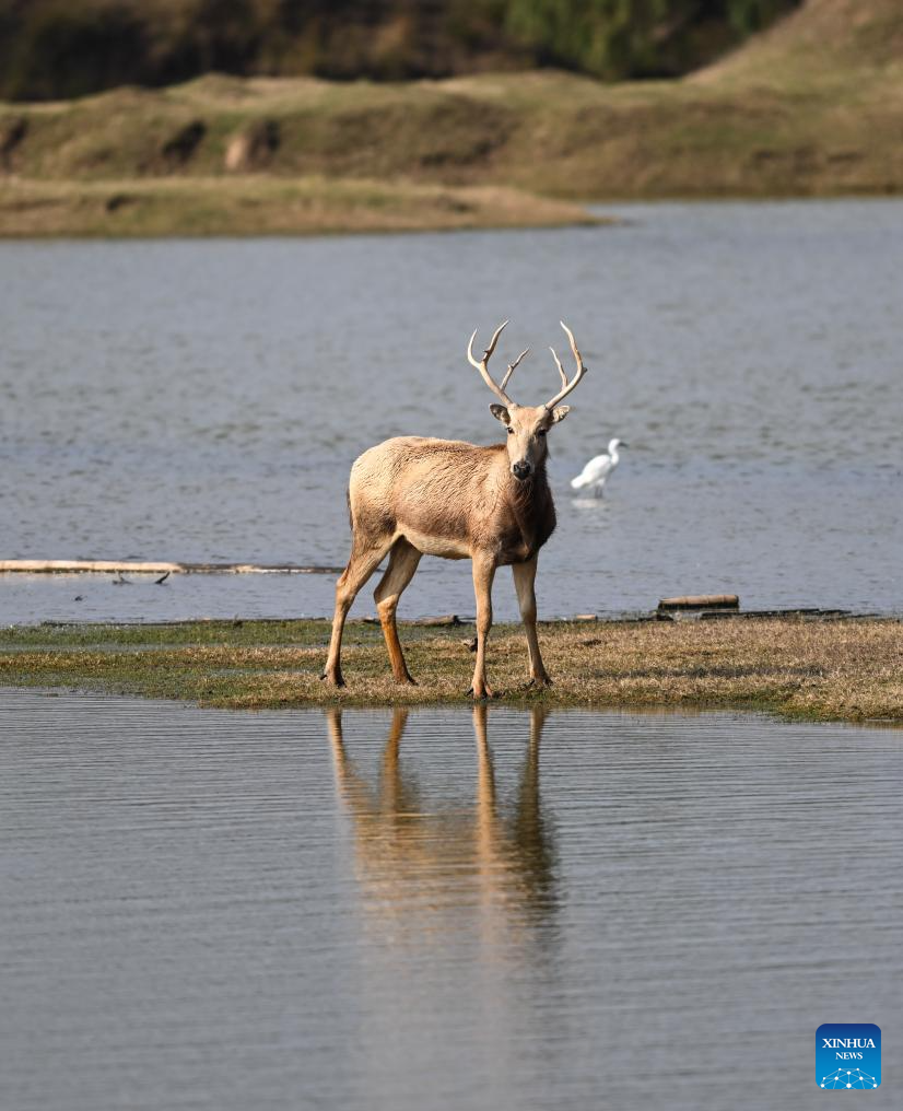 Population of milu deer increases due to conservation efforts in east China's reserve