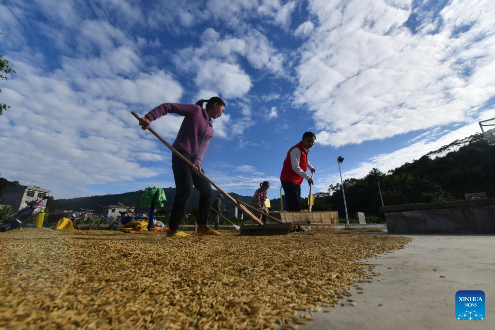 Villagers air rice in Debao County, S China's Guangxi