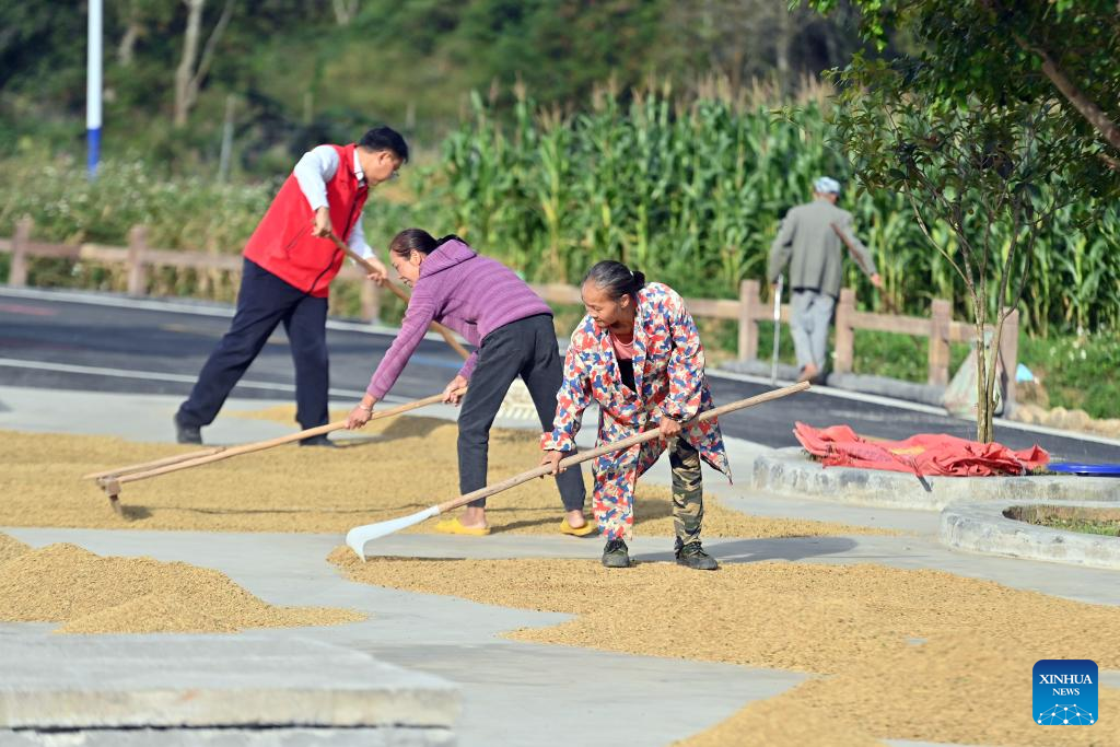 Villagers air rice in Debao County, S China's Guangxi