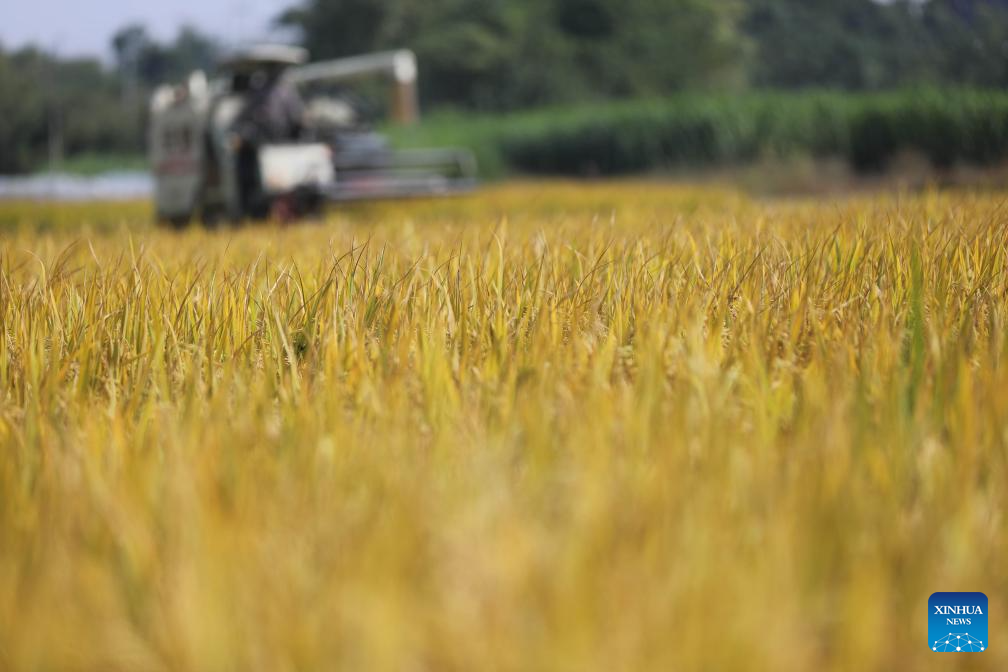 Autumn harvest in full swing in China