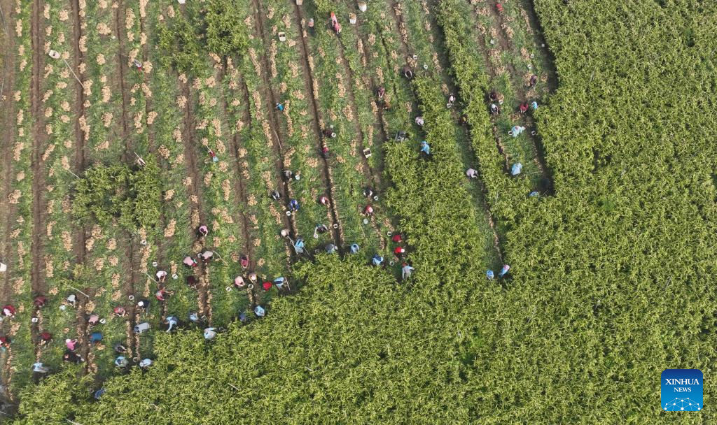 Autumn harvest in full swing in China