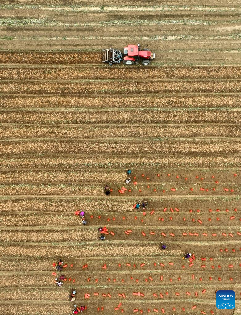 Autumn harvest in full swing in China