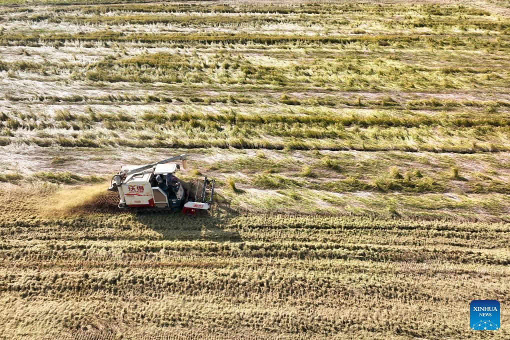 Autumn harvest in full swing in China