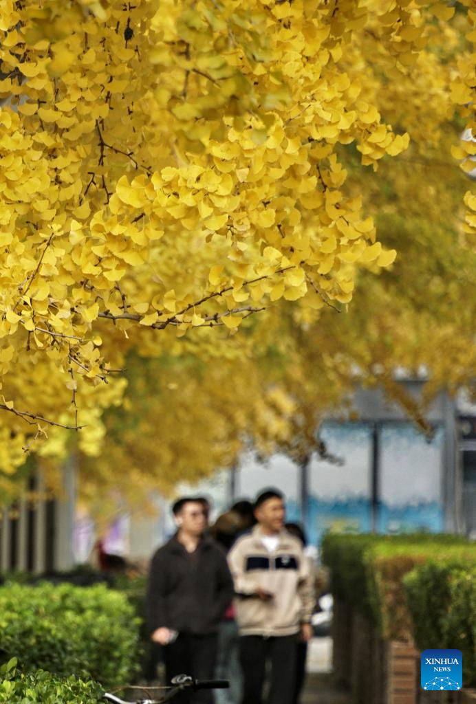 Charming autumn scenery across China