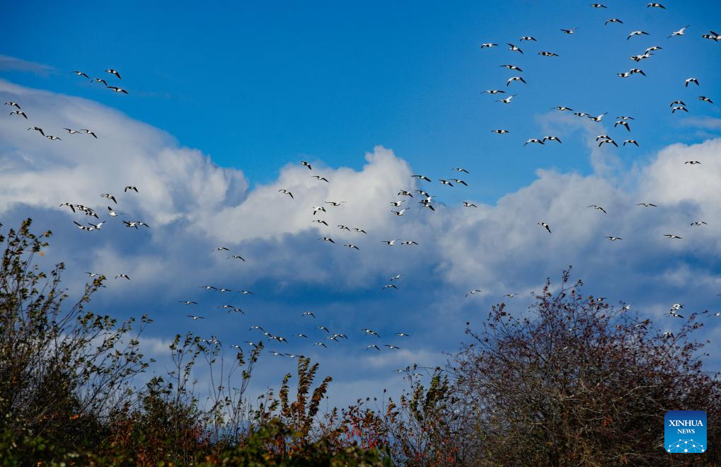 Migrating snow geese seen at Garry Point Park in Canada