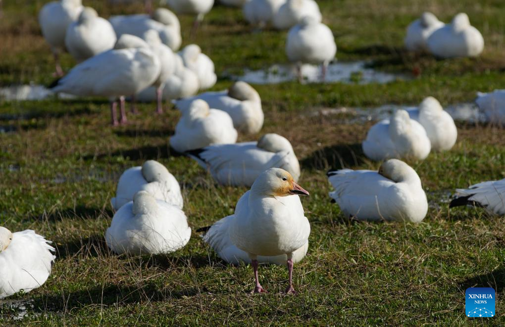 Migrating snow geese seen at Garry Point Park in Canada