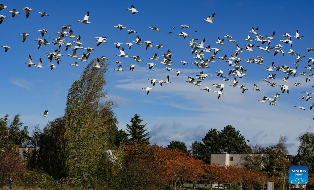 Migrating snow geese seen at Garry Point Park in Canada