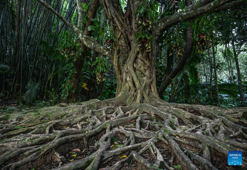 In pics: Yanoda Rain Forest Cultural Tourism Zone in Hainan