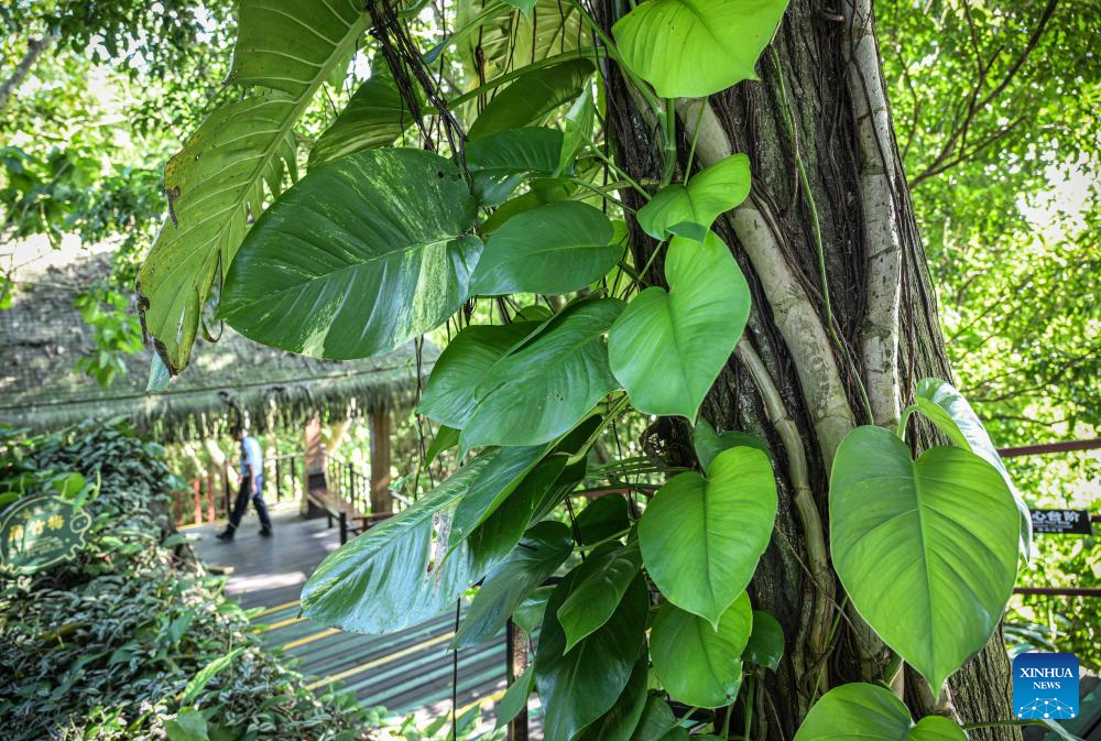 In pics: Yanoda Rain Forest Cultural Tourism Zone in Hainan