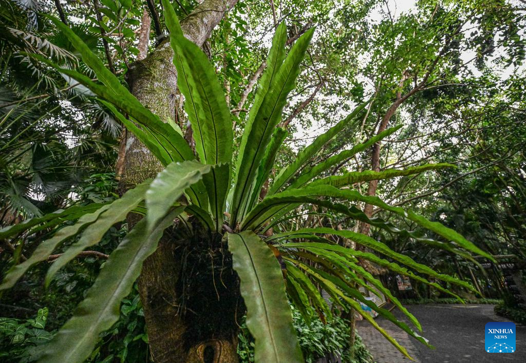 In pics: Yanoda Rain Forest Cultural Tourism Zone in Hainan