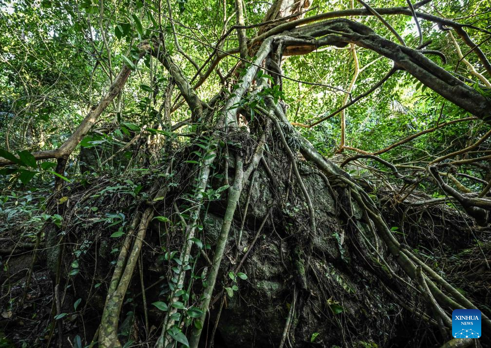 In pics: Yanoda Rain Forest Cultural Tourism Zone in Hainan