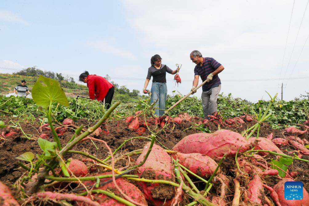 Farmers busy with autumn harvest across China