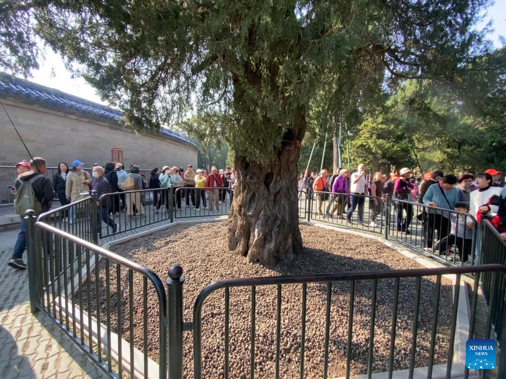 Across China: Beijing beefs up protection of ancient tree clusters along Central Axis