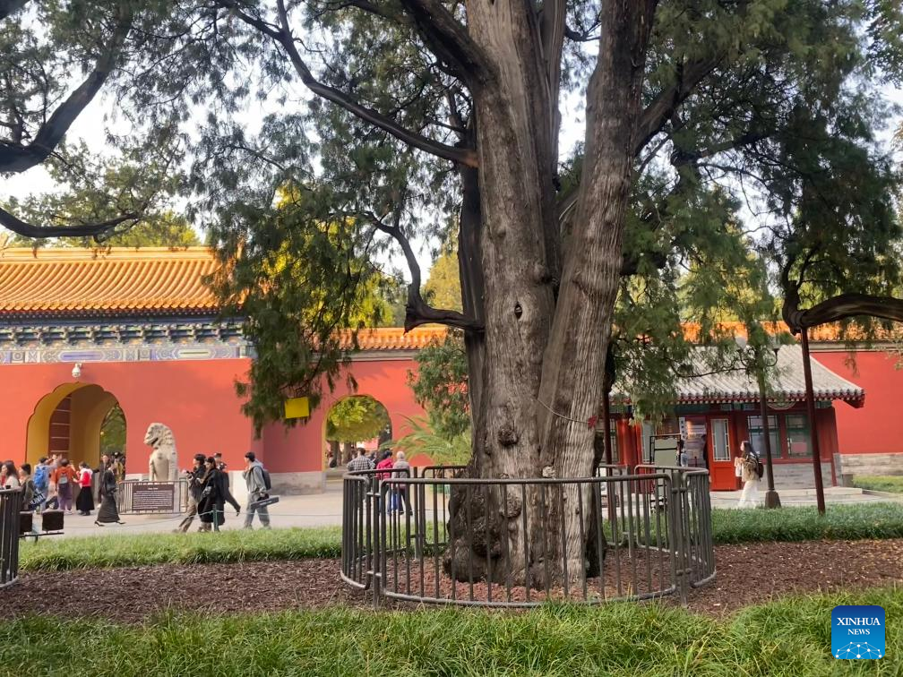 Across China: Beijing beefs up protection of ancient tree clusters along Central Axis