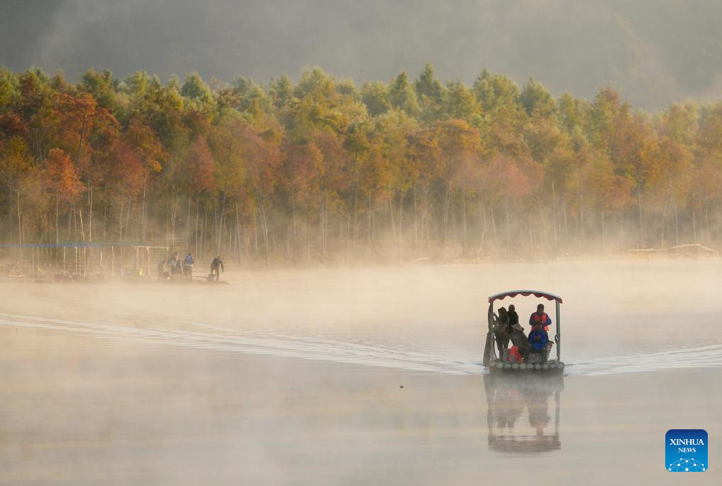 In pics: bald cypress forests at wetland park in China's Anhui