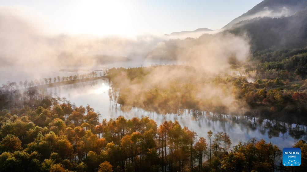 In pics: bald cypress forests at wetland park in China's Anhui