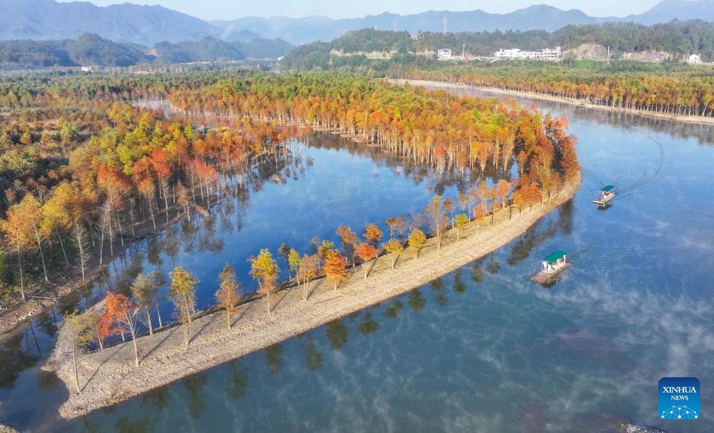 In pics: bald cypress forests at wetland park in China's Anhui